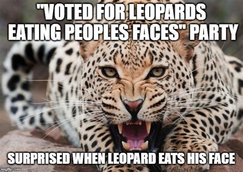 face eating leopard